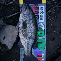 ブラックバス