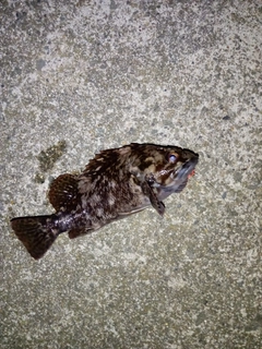 ムラソイの釣果