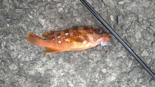 アカハタの釣果