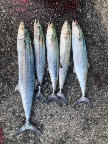 サワラの釣果
