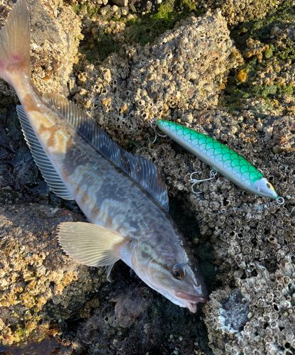 ホッケの釣果