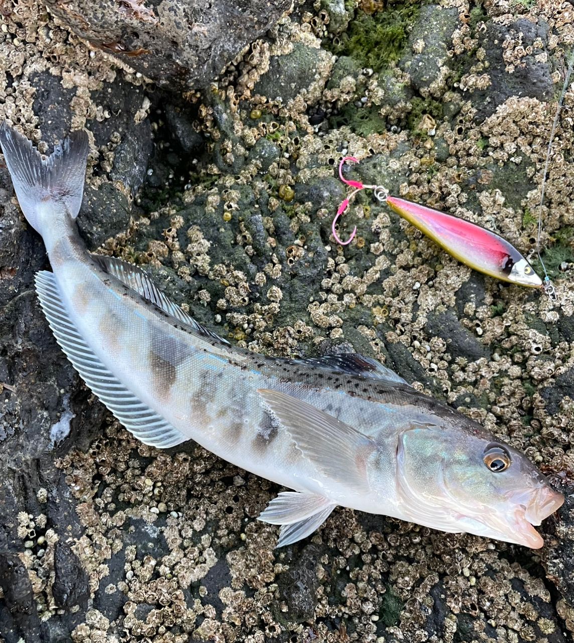 ホッケ