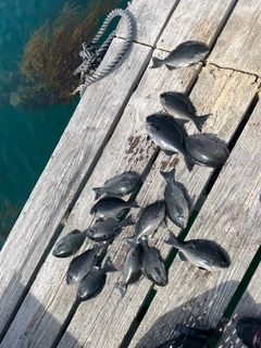 オナガグレの釣果
