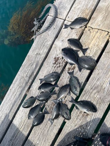 オナガグレの釣果