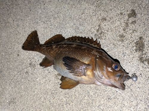 ガヤの釣果