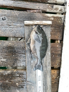 クチブトグレの釣果