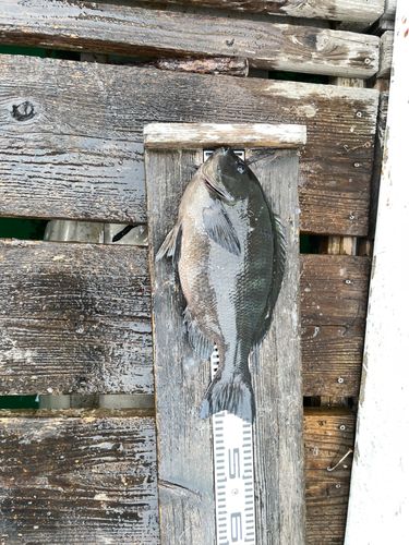 クチブトグレの釣果