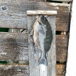 クチブトグレ