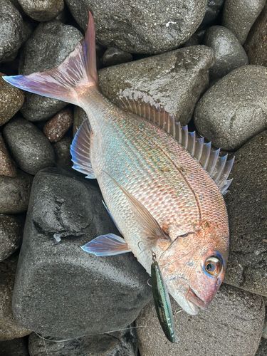 マダイの釣果
