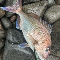 マダイ