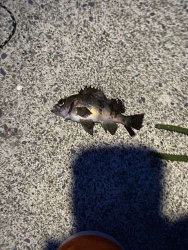 シロメバルの釣果