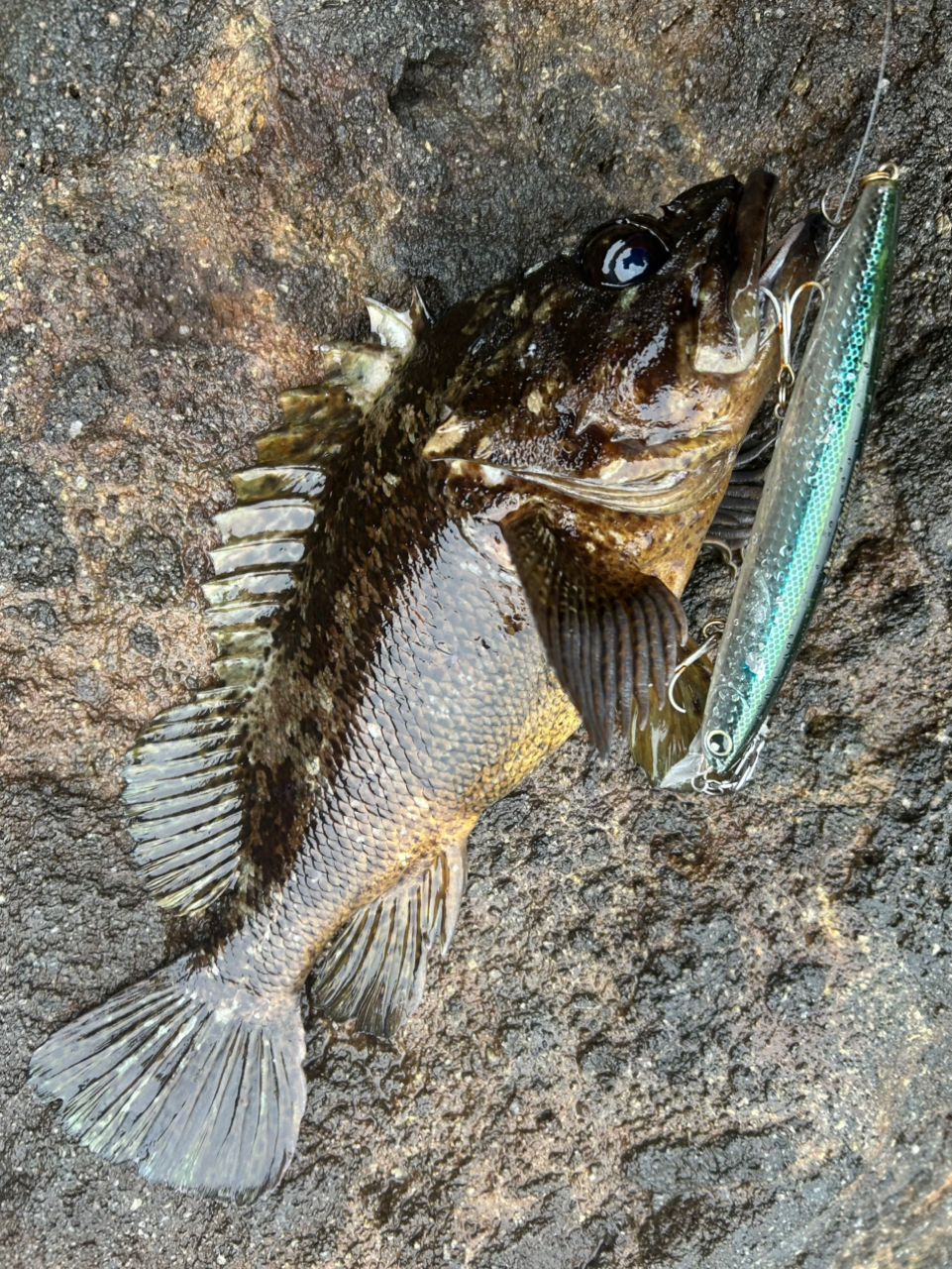クロソイ
