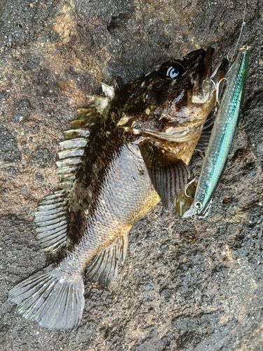 クロソイの釣果