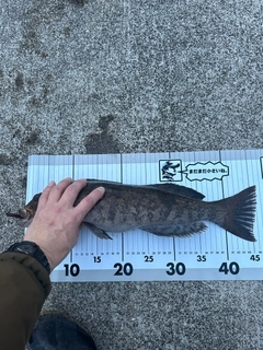 アイナメの釣果