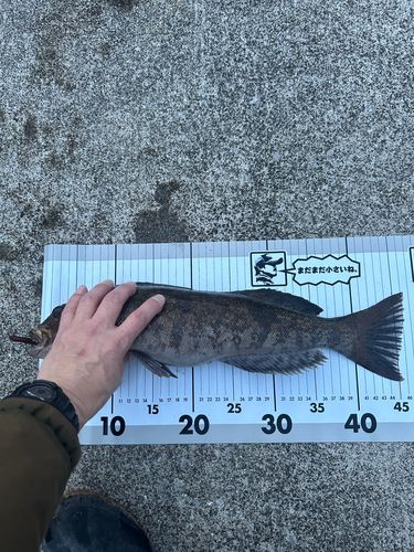 アイナメの釣果