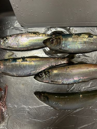 ニシンの釣果