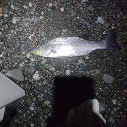 フッコ（ヒラスズキ）