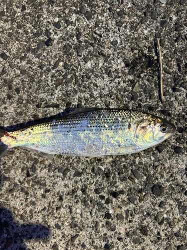 コノシロ