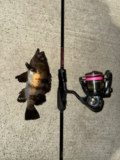 メバルの釣果