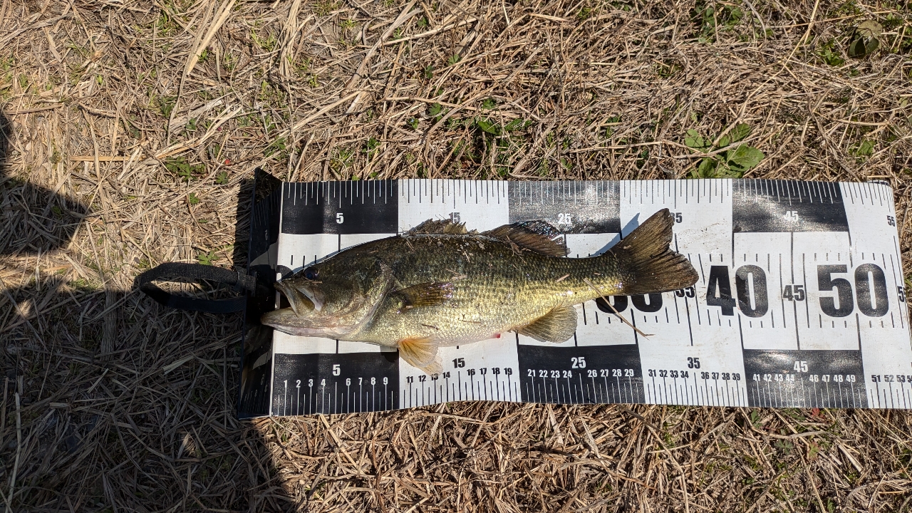 DAIWA 21ブレイゾン C610MH-2の最安値・インプレ・釣果 | 本音の