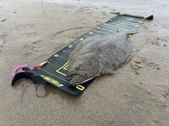ヒラメの釣果