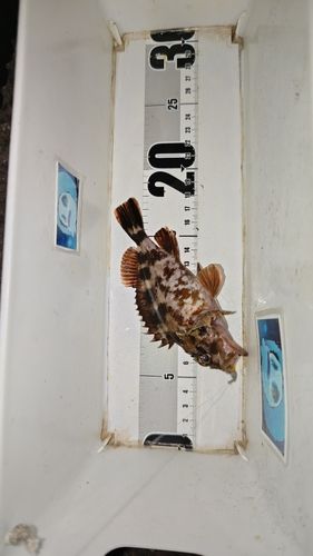 ガシラの釣果