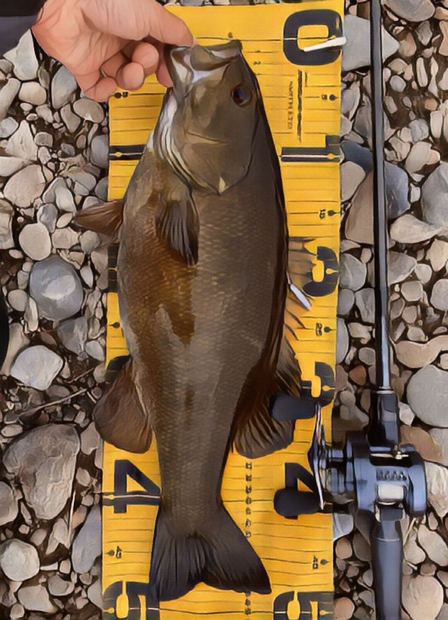 スモールマウスバス