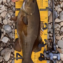 スモールマウスバス