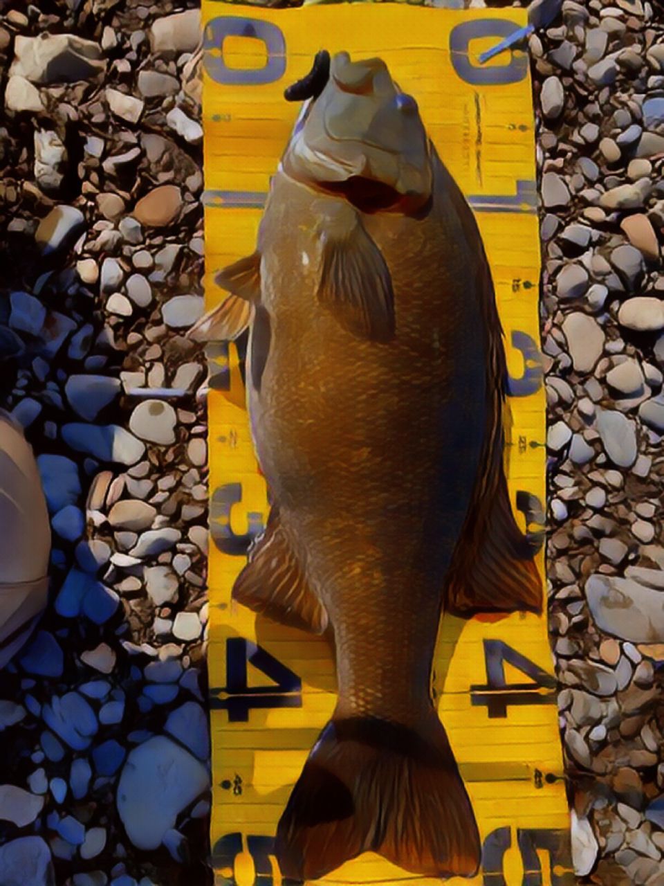 スモールマウスバス