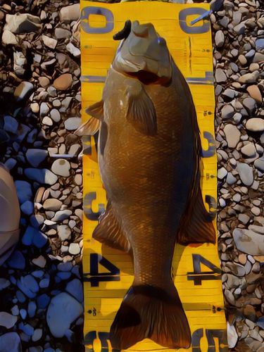 スモールマウスバスの釣果