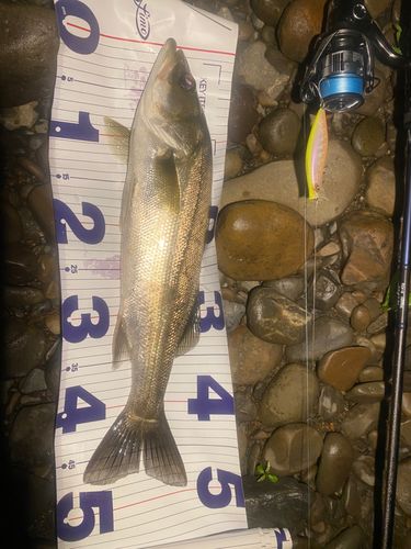 シーバスの釣果