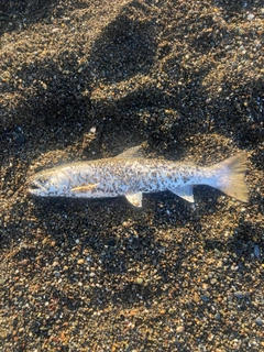 アメマスの釣果