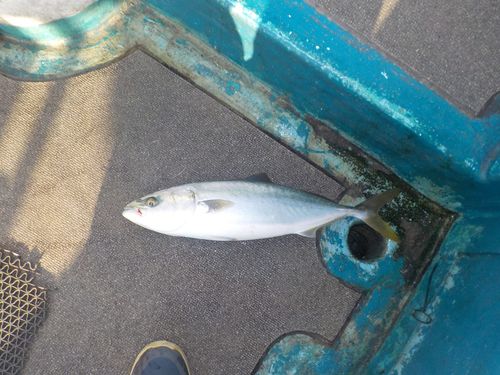 ハマチの釣果