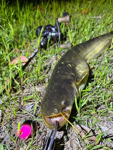 ナマズの釣果