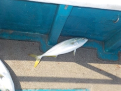 ハマチの釣果
