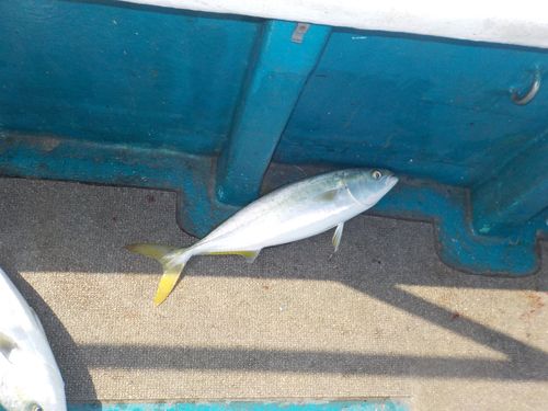 ハマチの釣果
