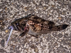 ソイの釣果