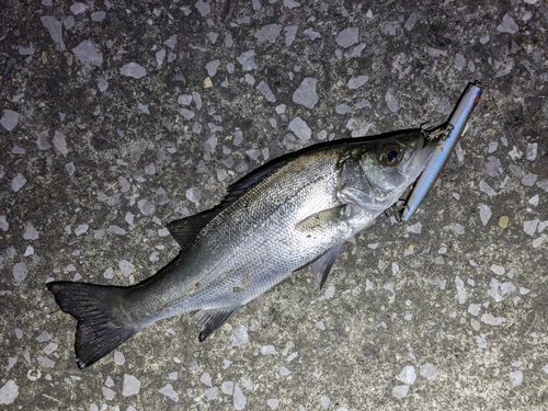 セイゴ（マルスズキ）の釣果
