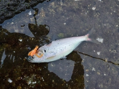 コノシロの釣果