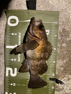 メバルの釣果