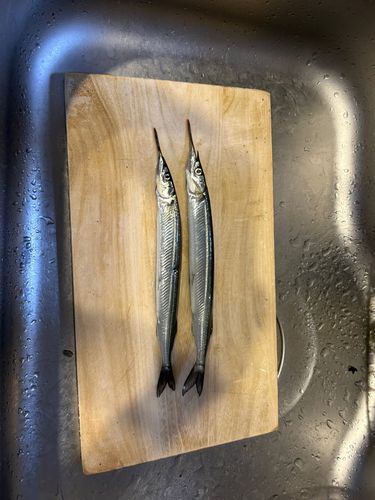 サヨリの釣果