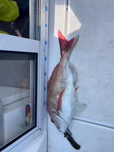 タイの釣果