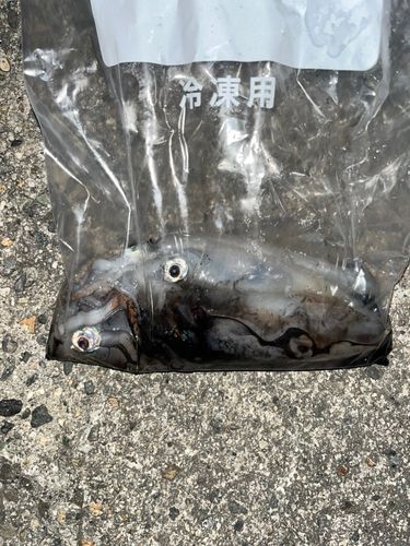 ケンサキイカの釣果