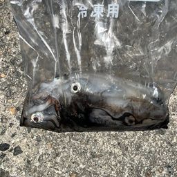 ケンサキイカ