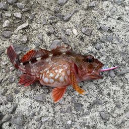 カサゴ