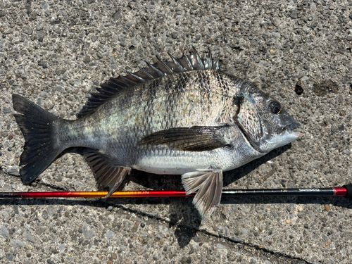 クロダイの釣果