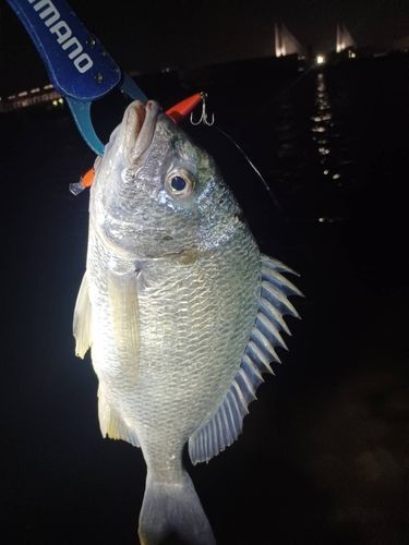 キビレの釣果