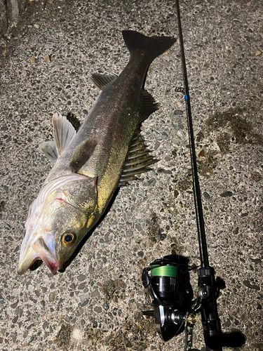 シーバスの釣果