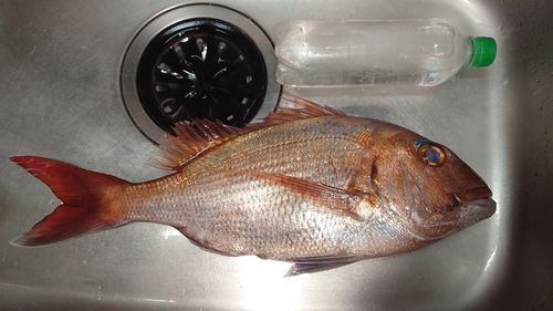 タイの釣果