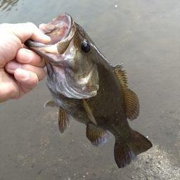 スモールマウスバス